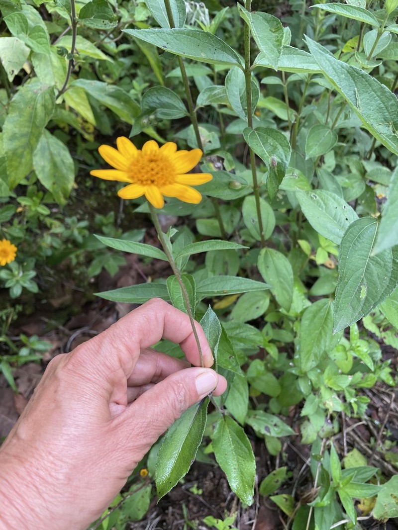 Lasianthaea palmeri photo 5