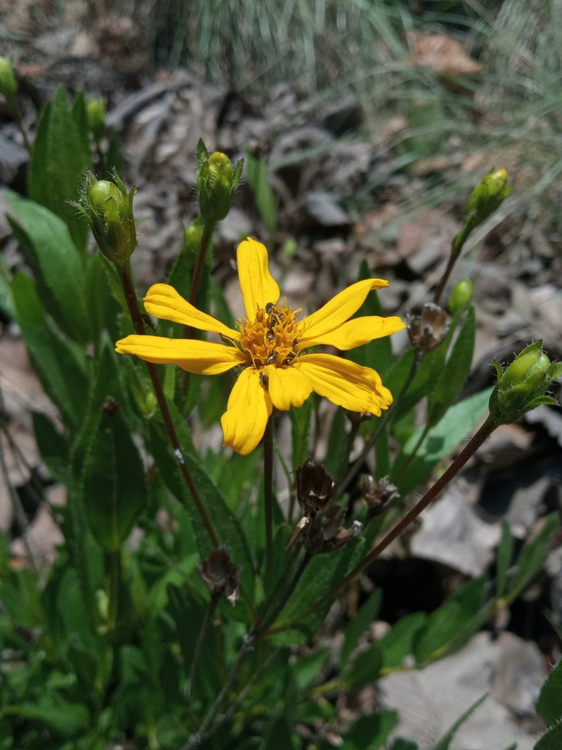 Lasianthaea palmeri photo 6