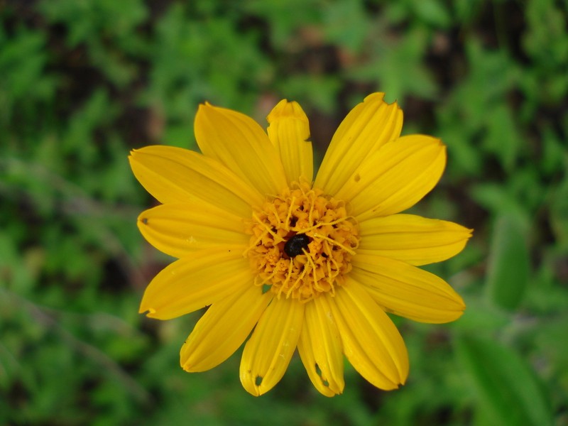 Lasianthaea palmeri photo 7