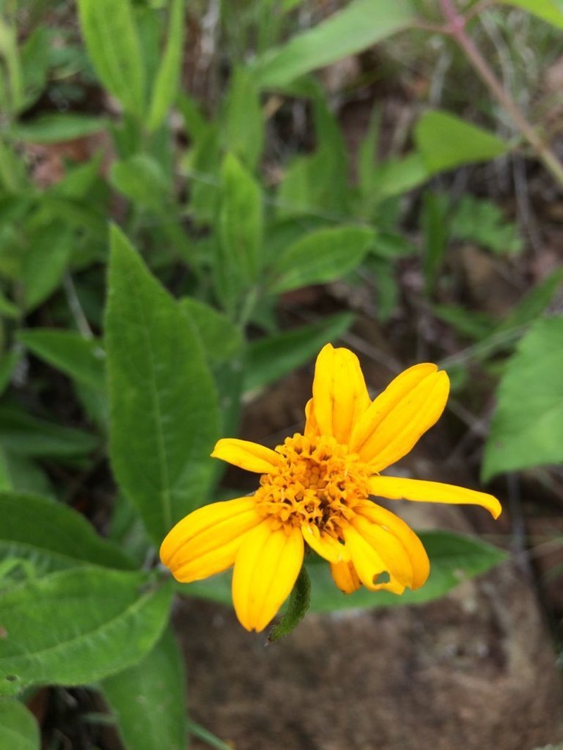 Lasianthaea palmeri photo 8
