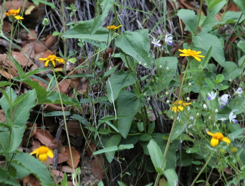 San Pedro Daisy