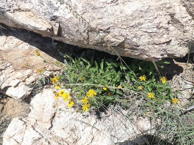San Pedro Daisy photo 2