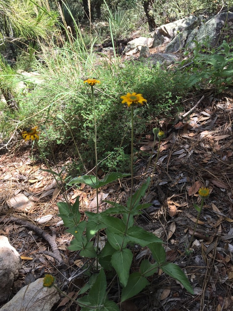 San Pedro Daisy photo 3