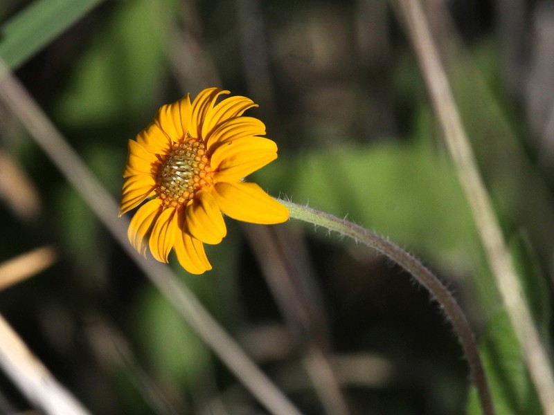 San Pedro Daisy photo 4