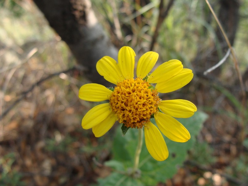 San Pedro Daisy photo 5