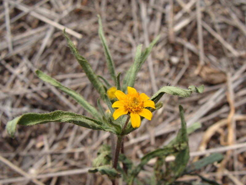 San Pedro Daisy photo 6