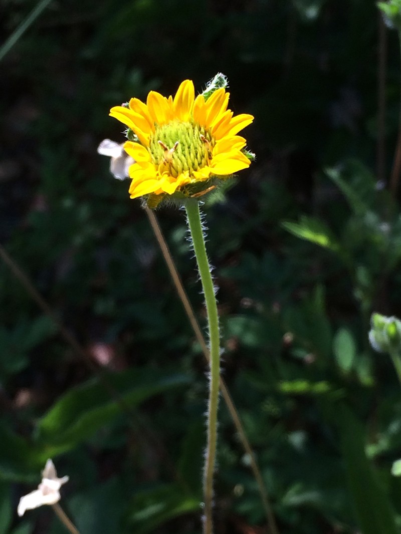 San Pedro Daisy photo 7