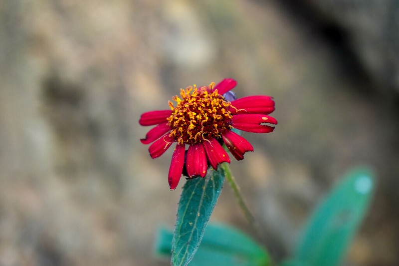 Lasianthaea rosei
