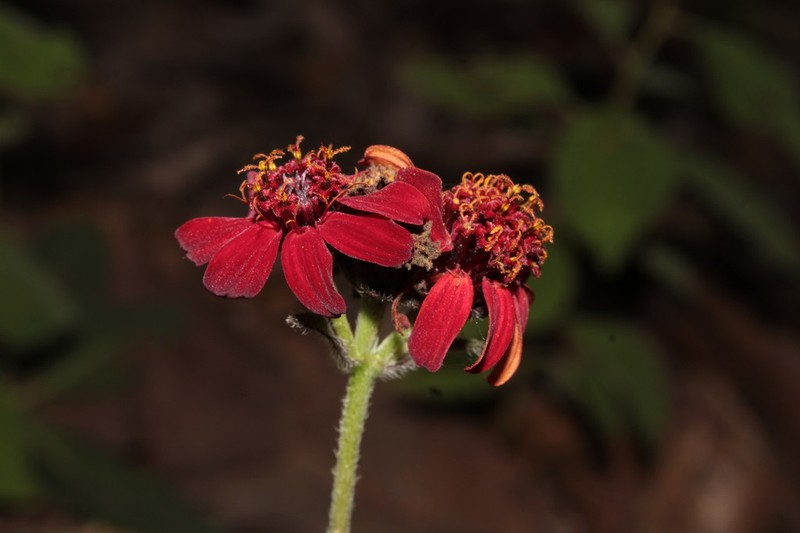 Lasianthaea rosei photo 4