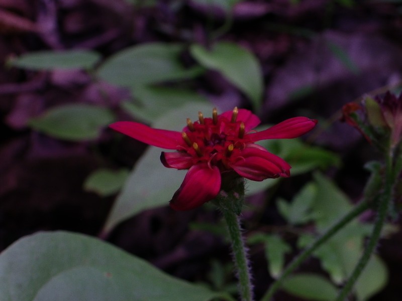 Lasianthaea rosei photo 5