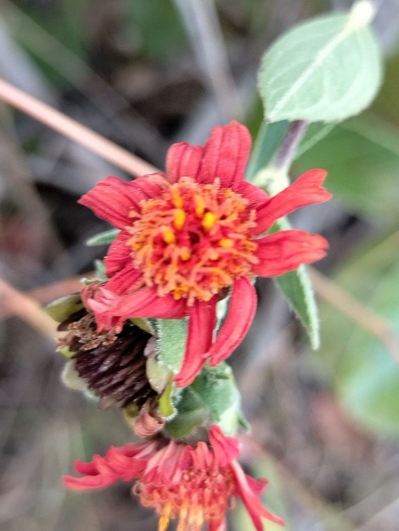 Lasianthaea rosei photo 6