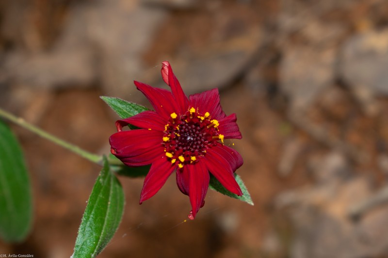 Lasianthaea rosei photo 7