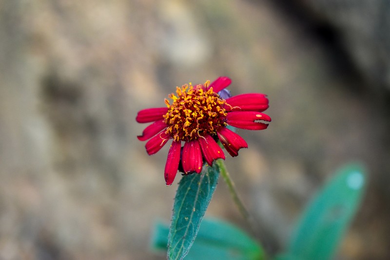 Lasianthaea rosei photo 8