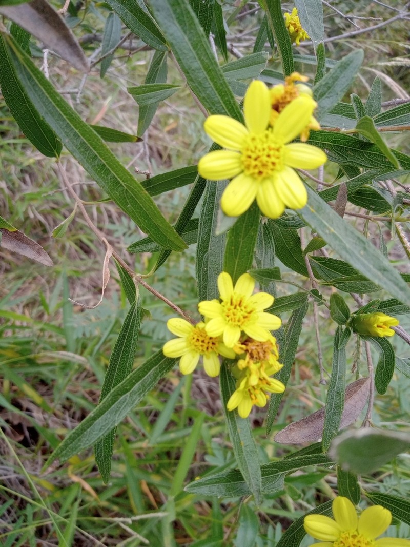 Lasianthaea seemannii