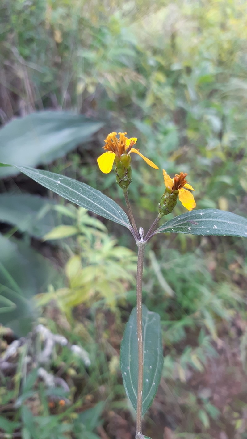 Lasianthaea seemannii photo 2