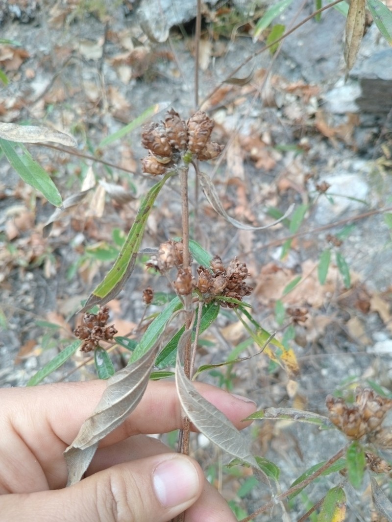 Lasianthaea seemannii photo 3