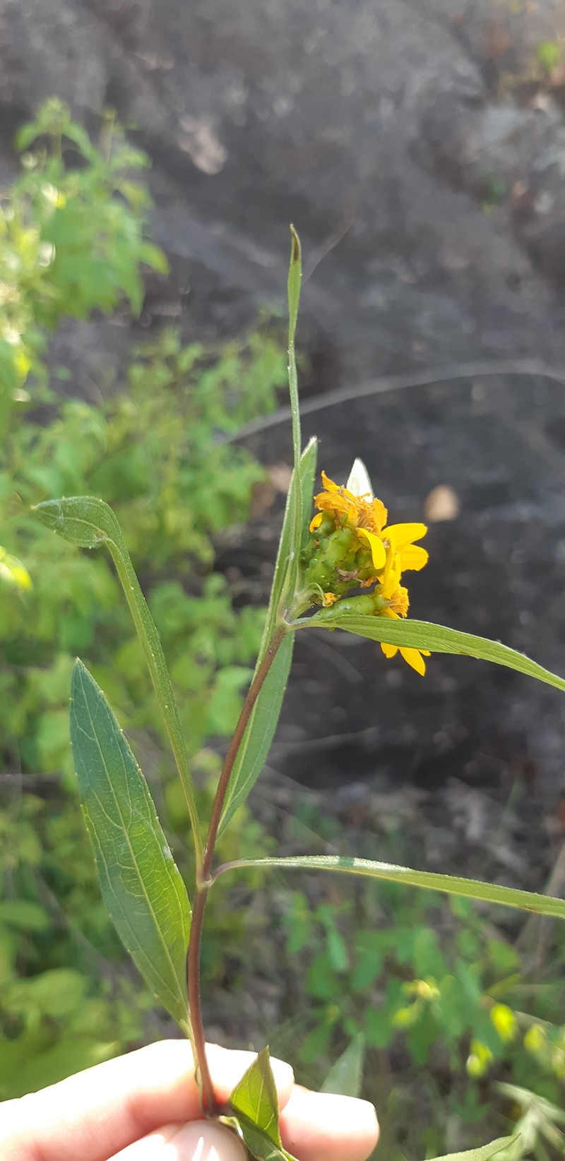 Lasianthaea seemannii photo 5