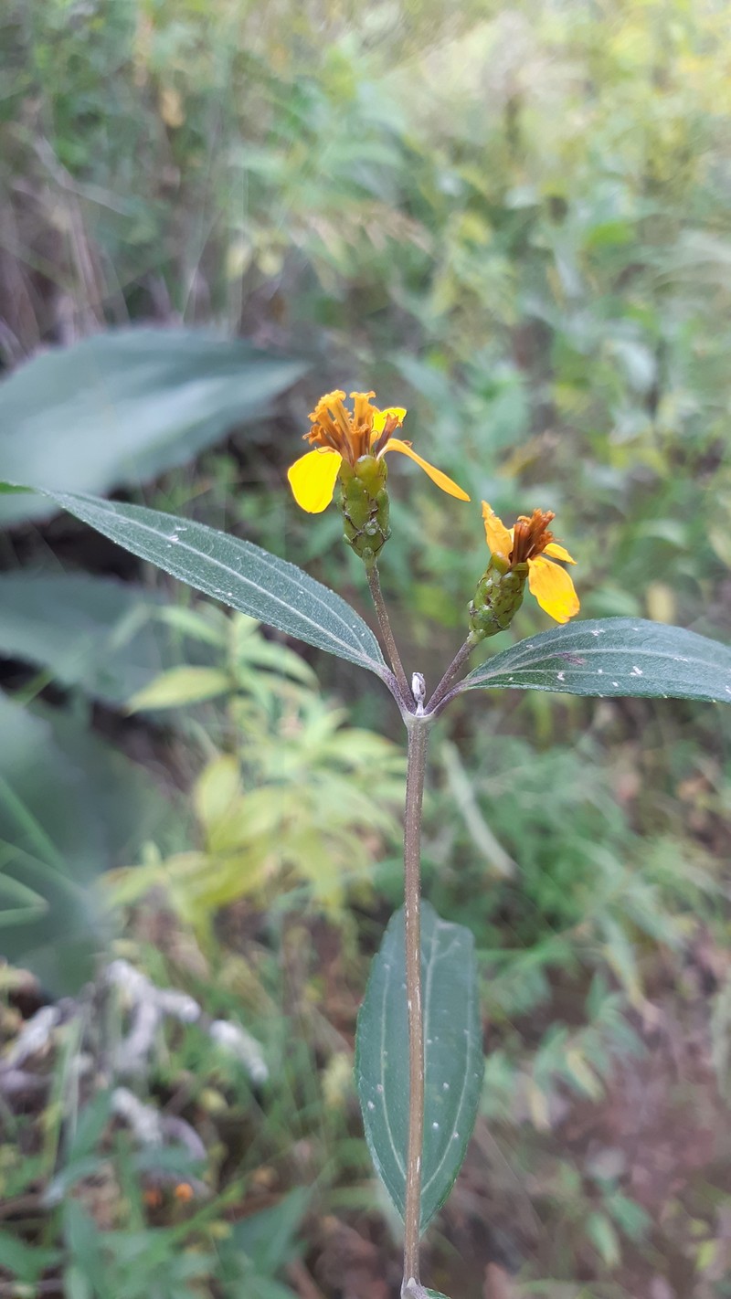 Lasianthaea seemannii photo 6