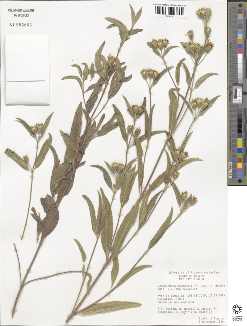 Lasianthaea seemannii photo 7