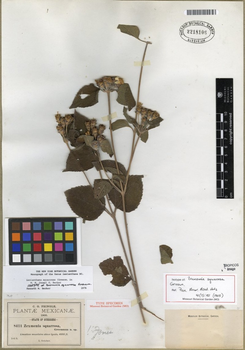 Lasianthaea squarrosa