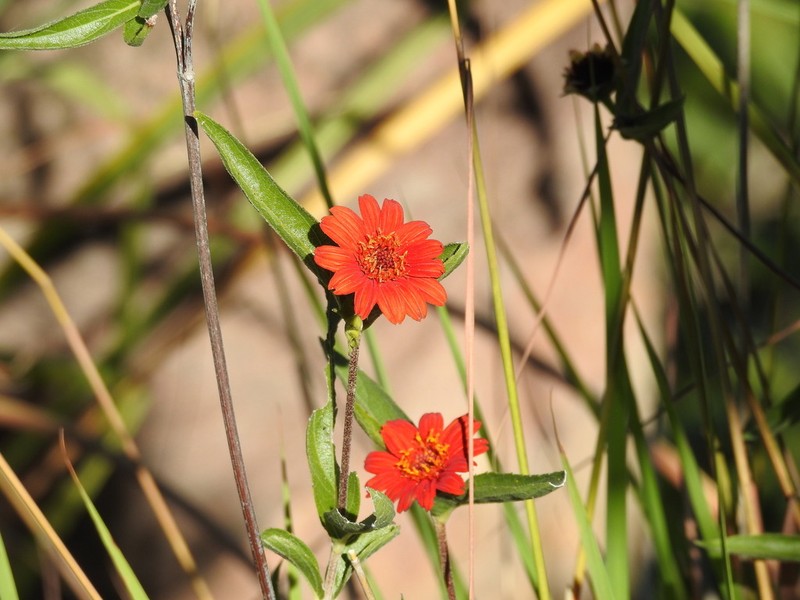 Lasianthaea zinnioides photo 2