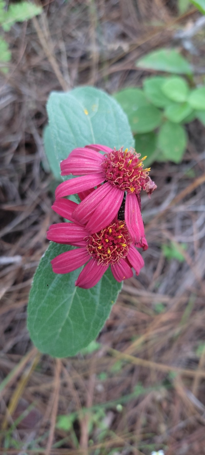 Lasianthaea zinnioides photo 3