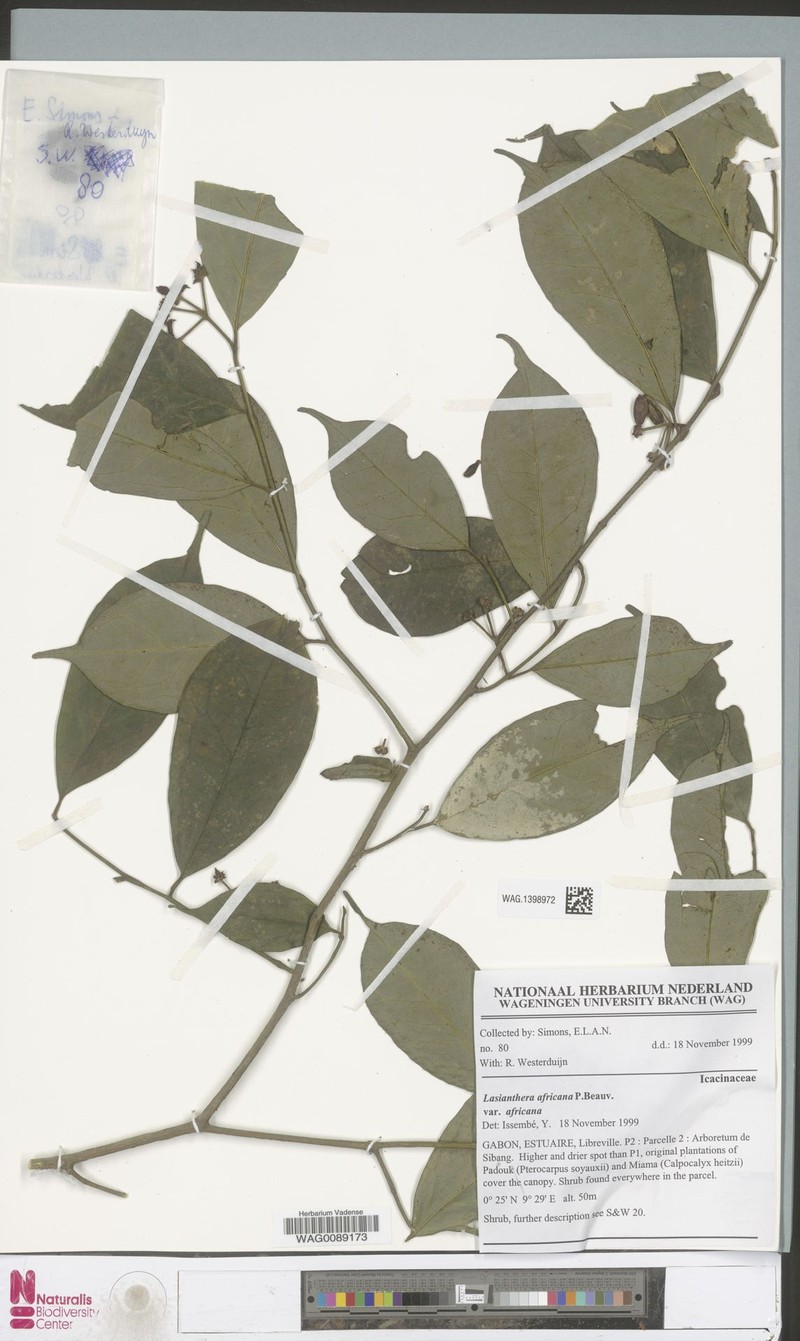 Lasianthera africana var. africana