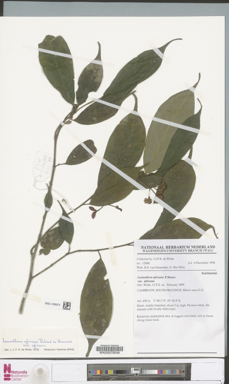 Lasianthera africana var. africana photo 2