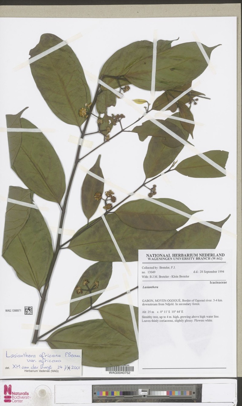 Lasianthera africana var. africana photo 3