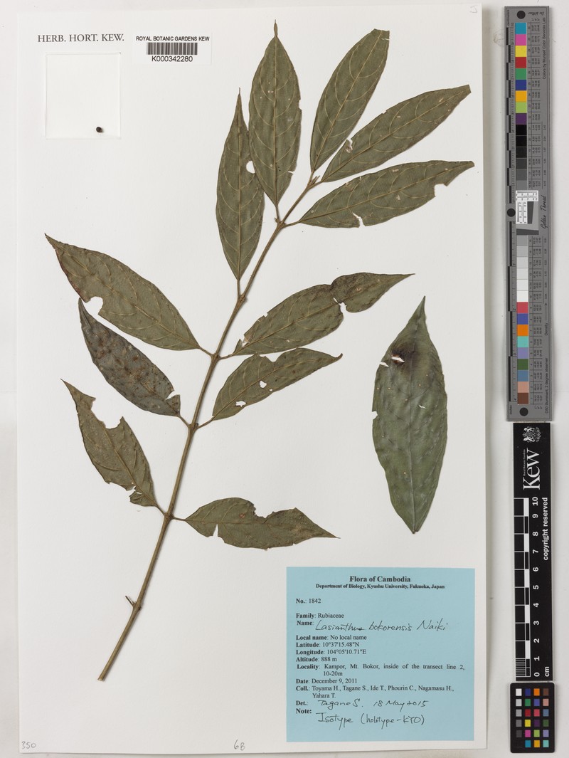 Lasianthus bokorensis