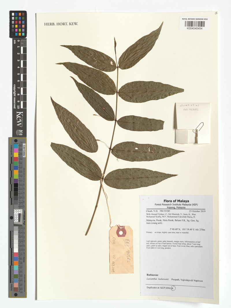 Lasianthus kailarsenii