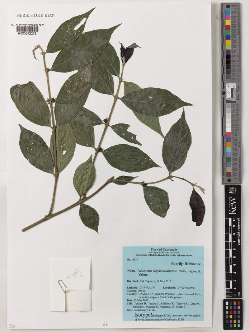 Lasianthus stephanocalycinus