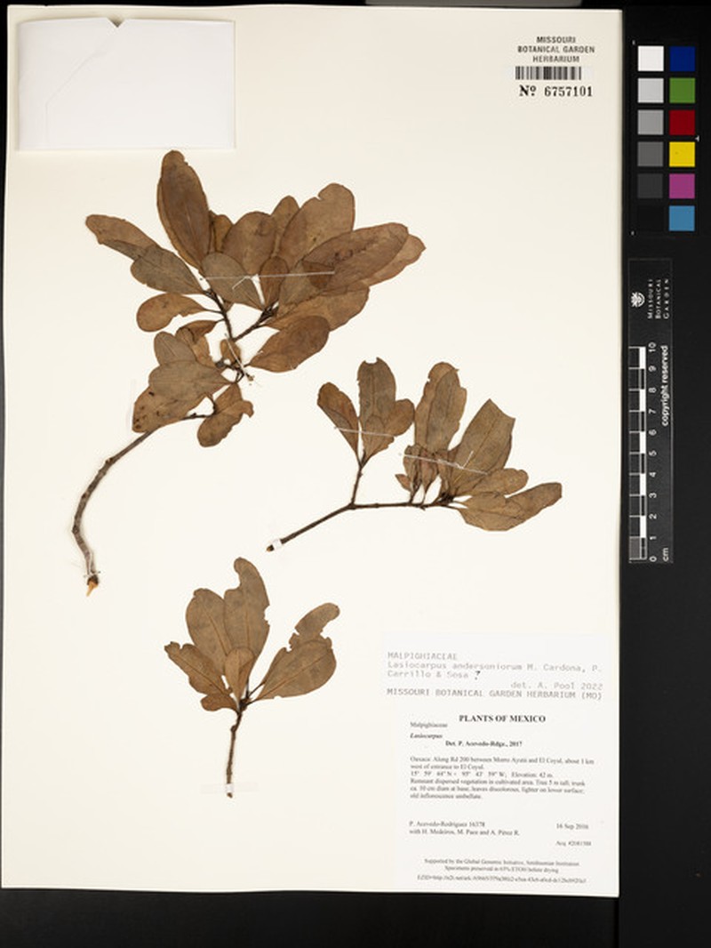 Lasiocarpus andersoniorum