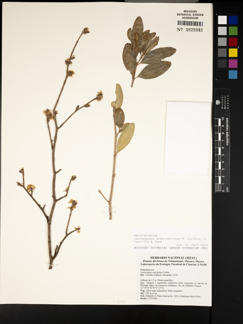 Lasiocarpus andersoniorum photo 2