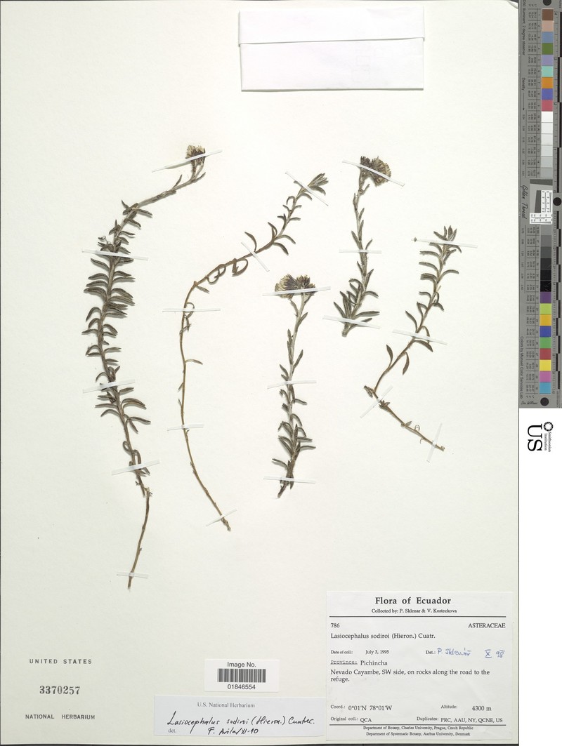 Lasiocephalus peruvianus
