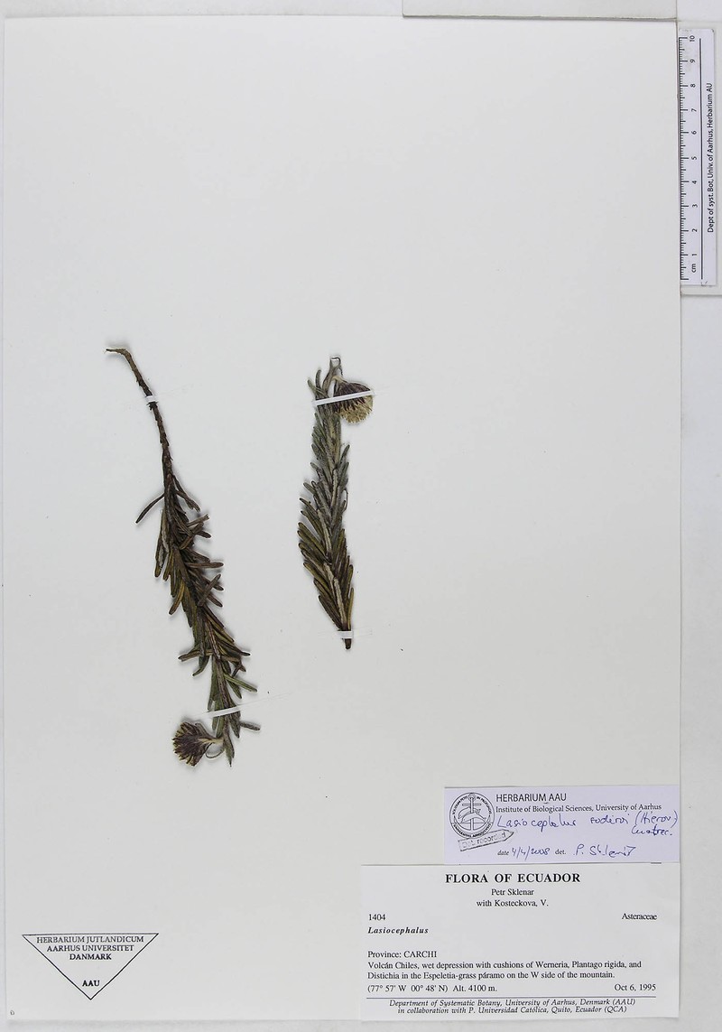 Lasiocephalus peruvianus photo 2
