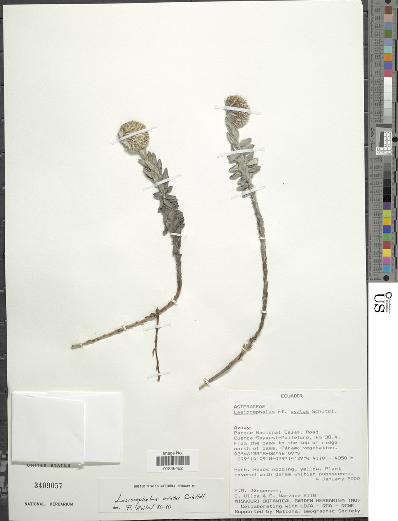 Lasiocephalus superparamensis