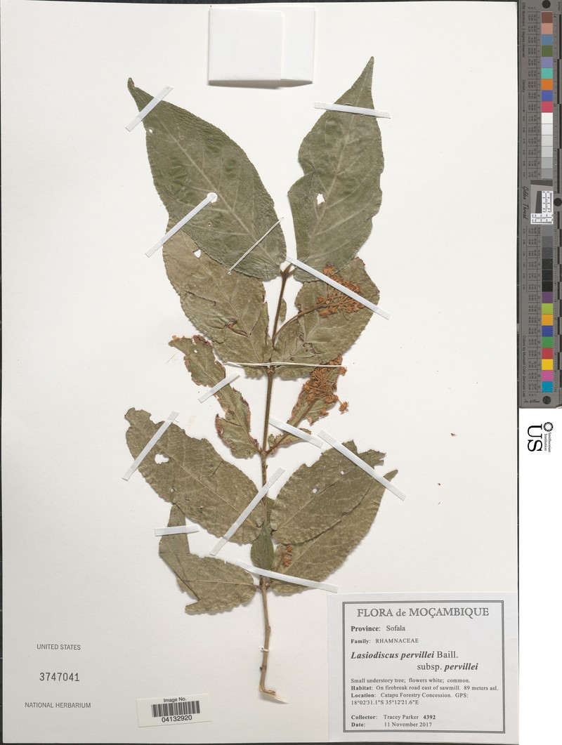 Lasiodiscus pervillei subsp. pervillei photo 4