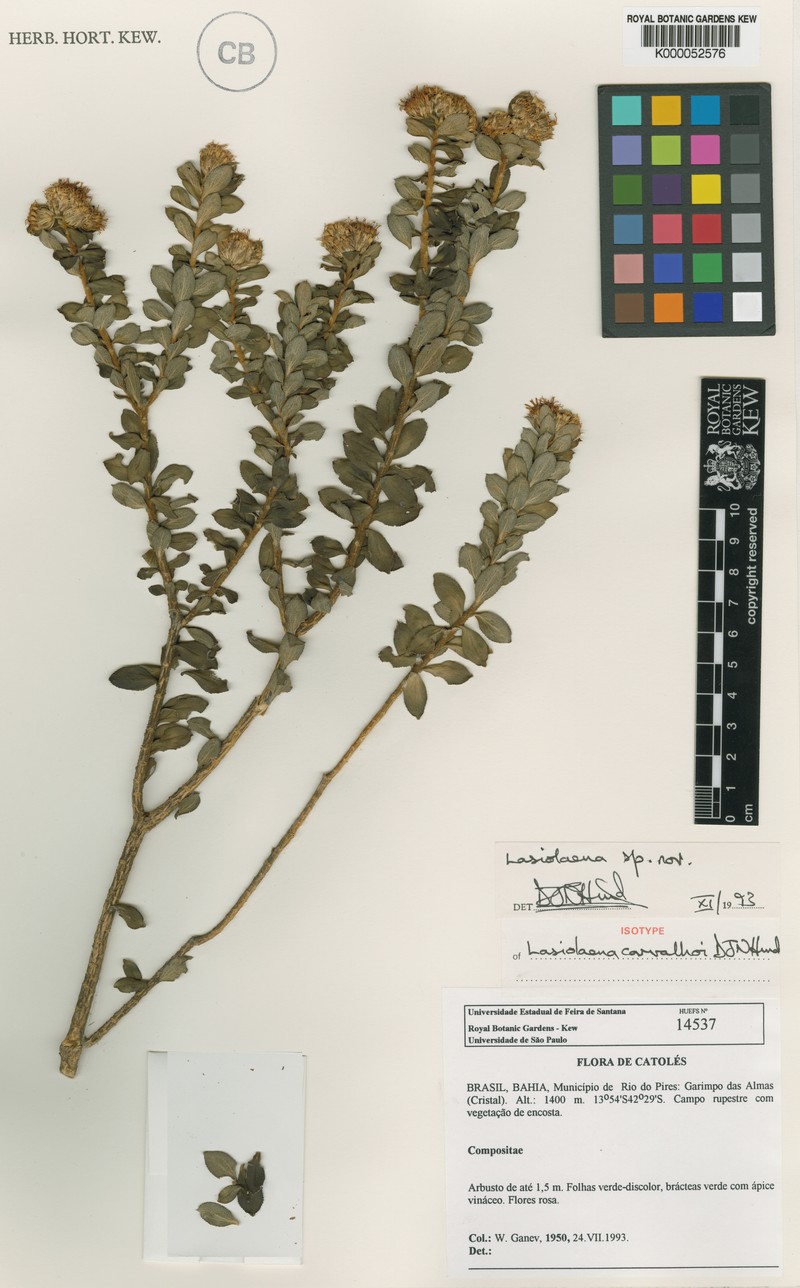 Lasiolaena carvalhoi