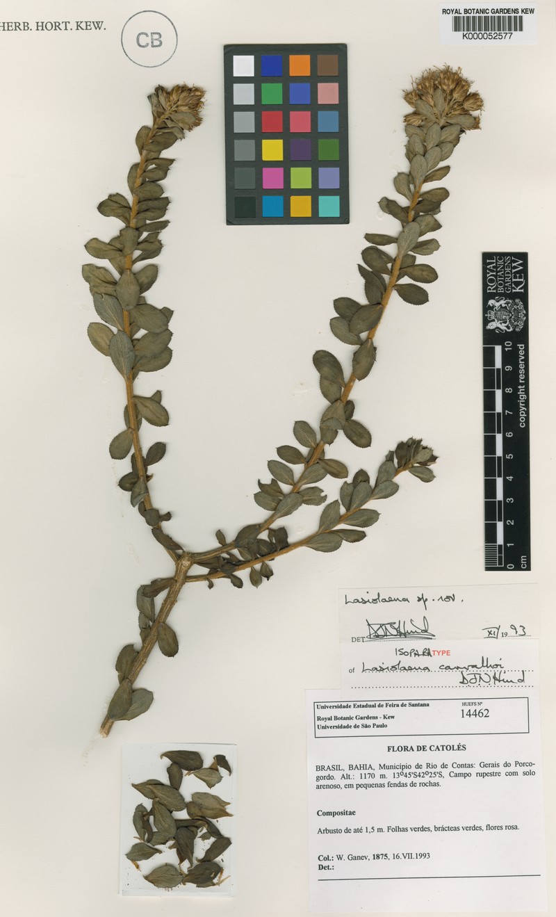 Lasiolaena carvalhoi photo 2