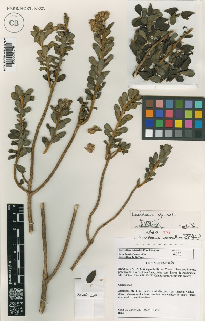 Lasiolaena carvalhoi photo 3