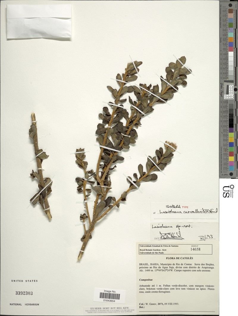 Lasiolaena carvalhoi photo 4