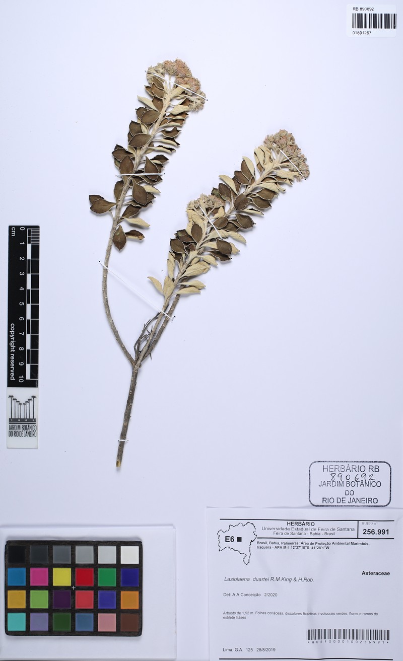 Lasiolaena duartei