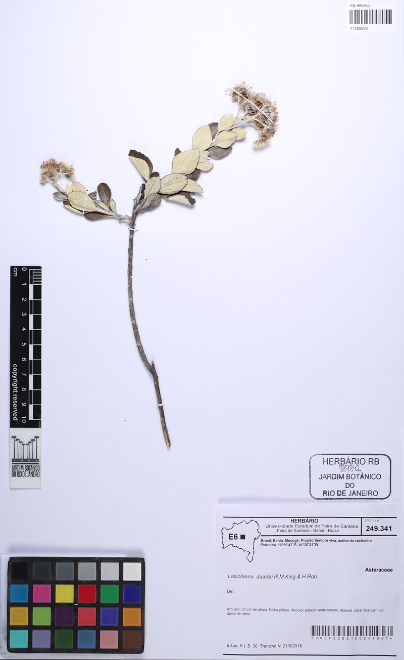 Lasiolaena duartei photo 2