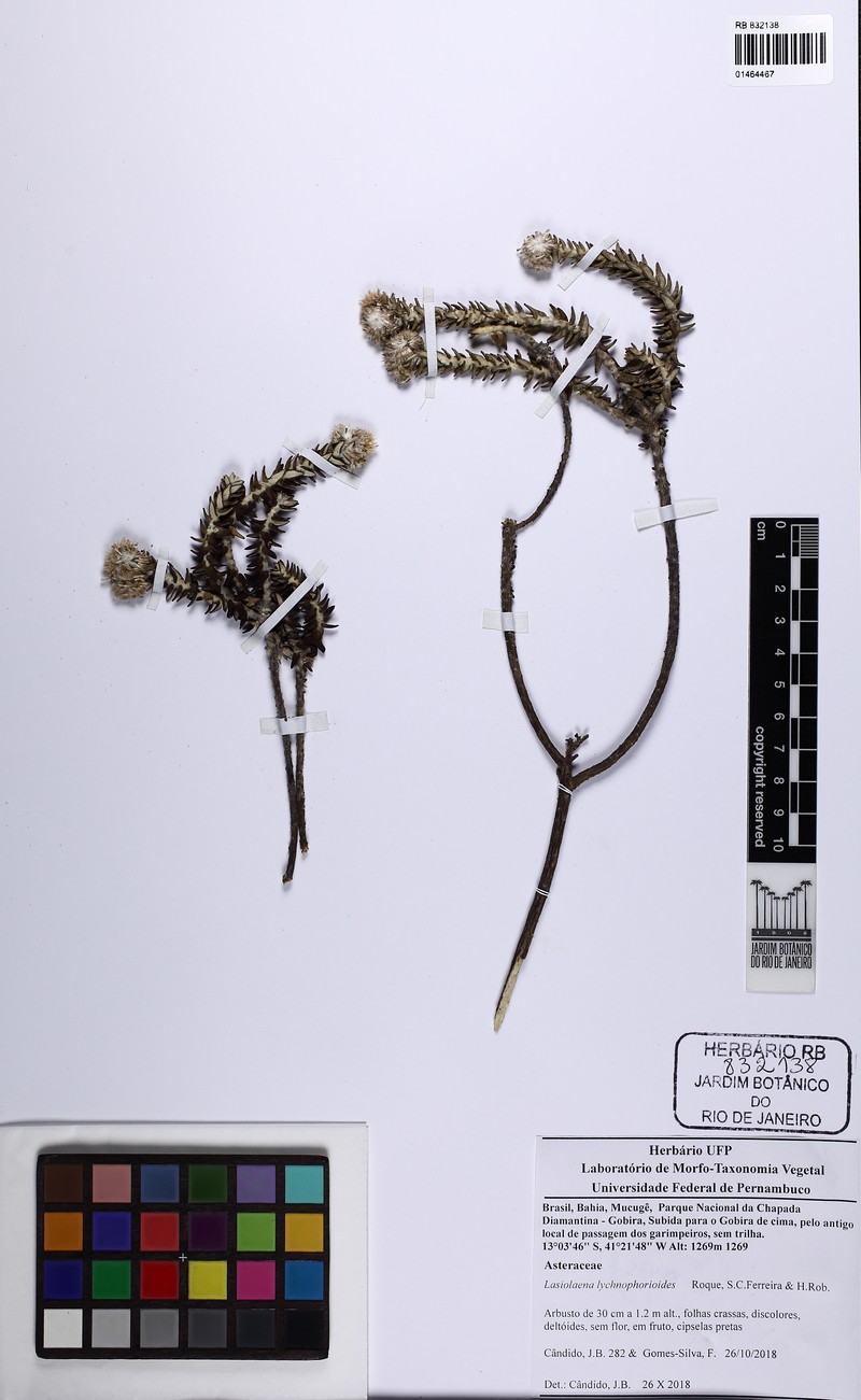 Lasiolaena lychnophorioides