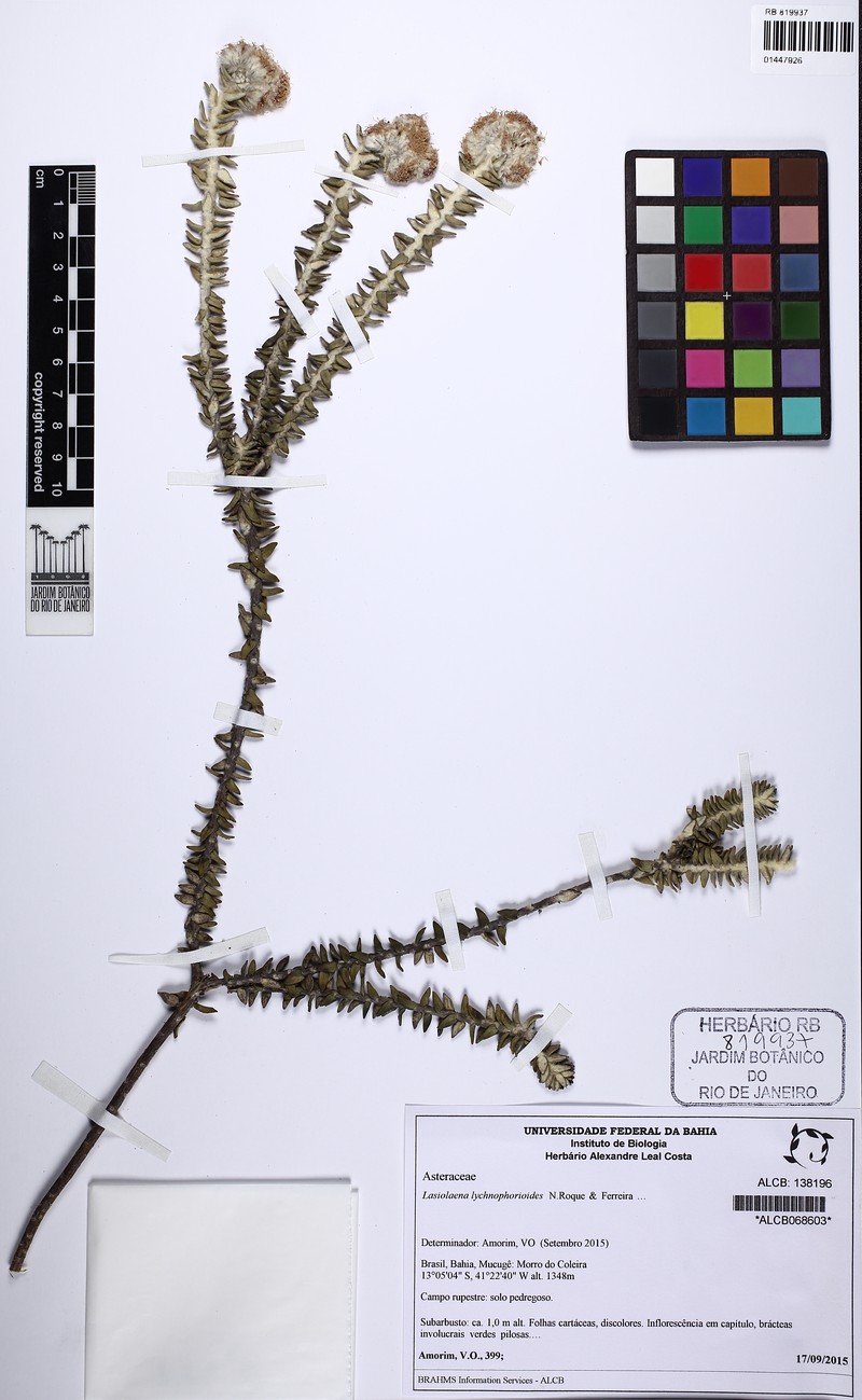 Lasiolaena lychnophorioides photo 2