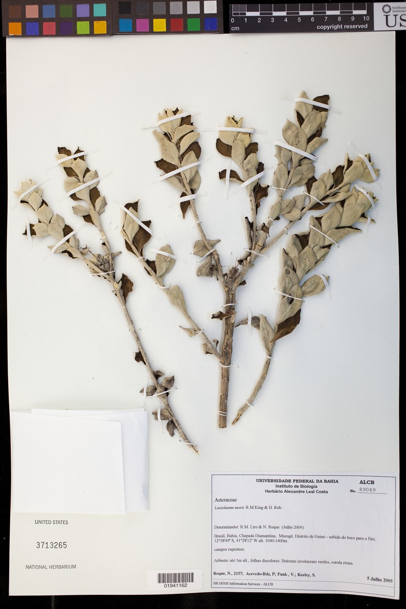 Lasiolaena morii