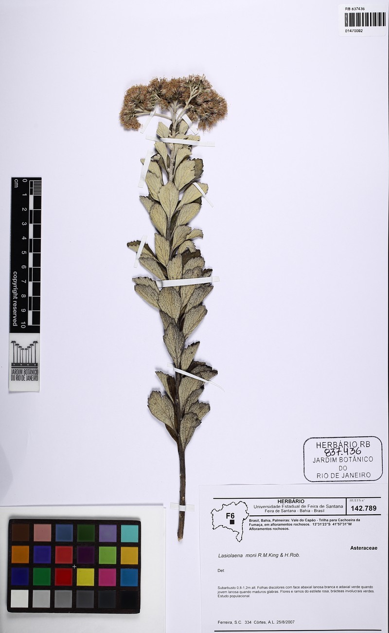 Lasiolaena morii photo 2