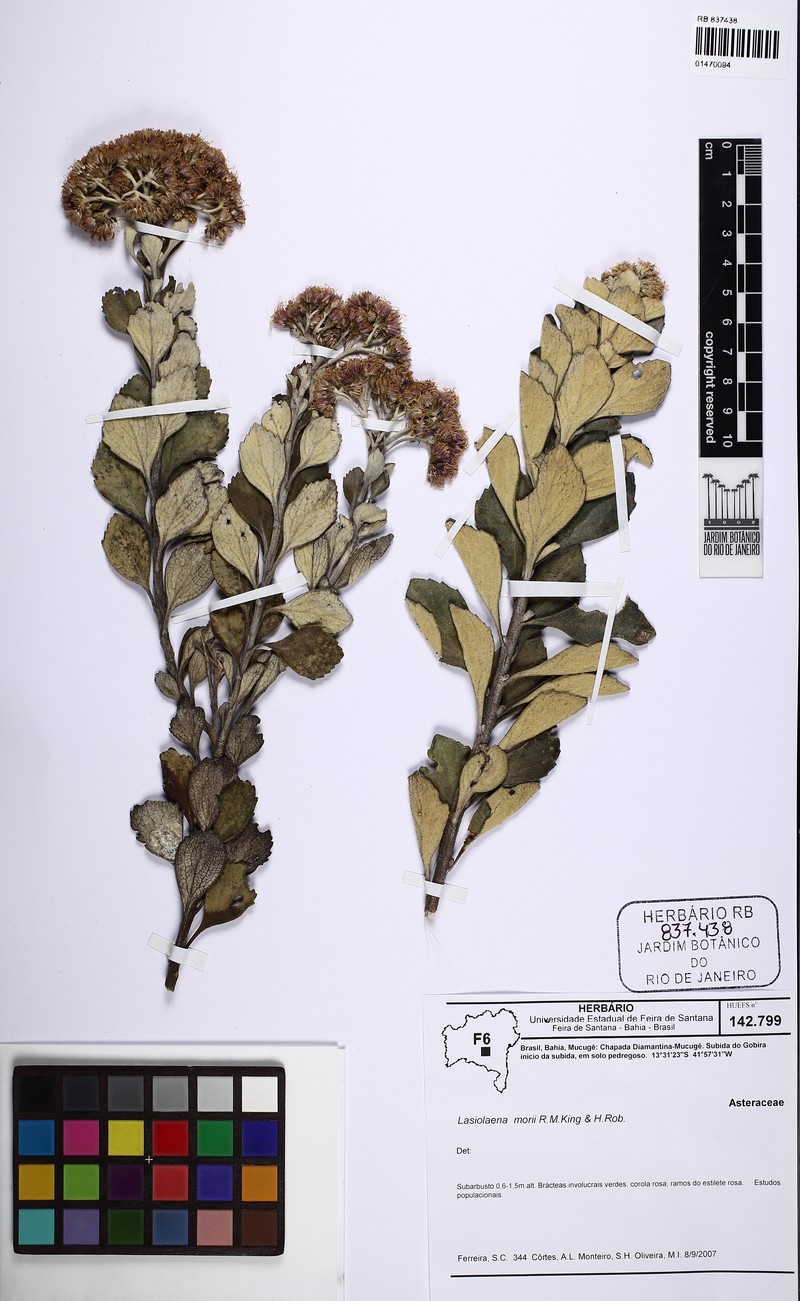 Lasiolaena morii photo 3