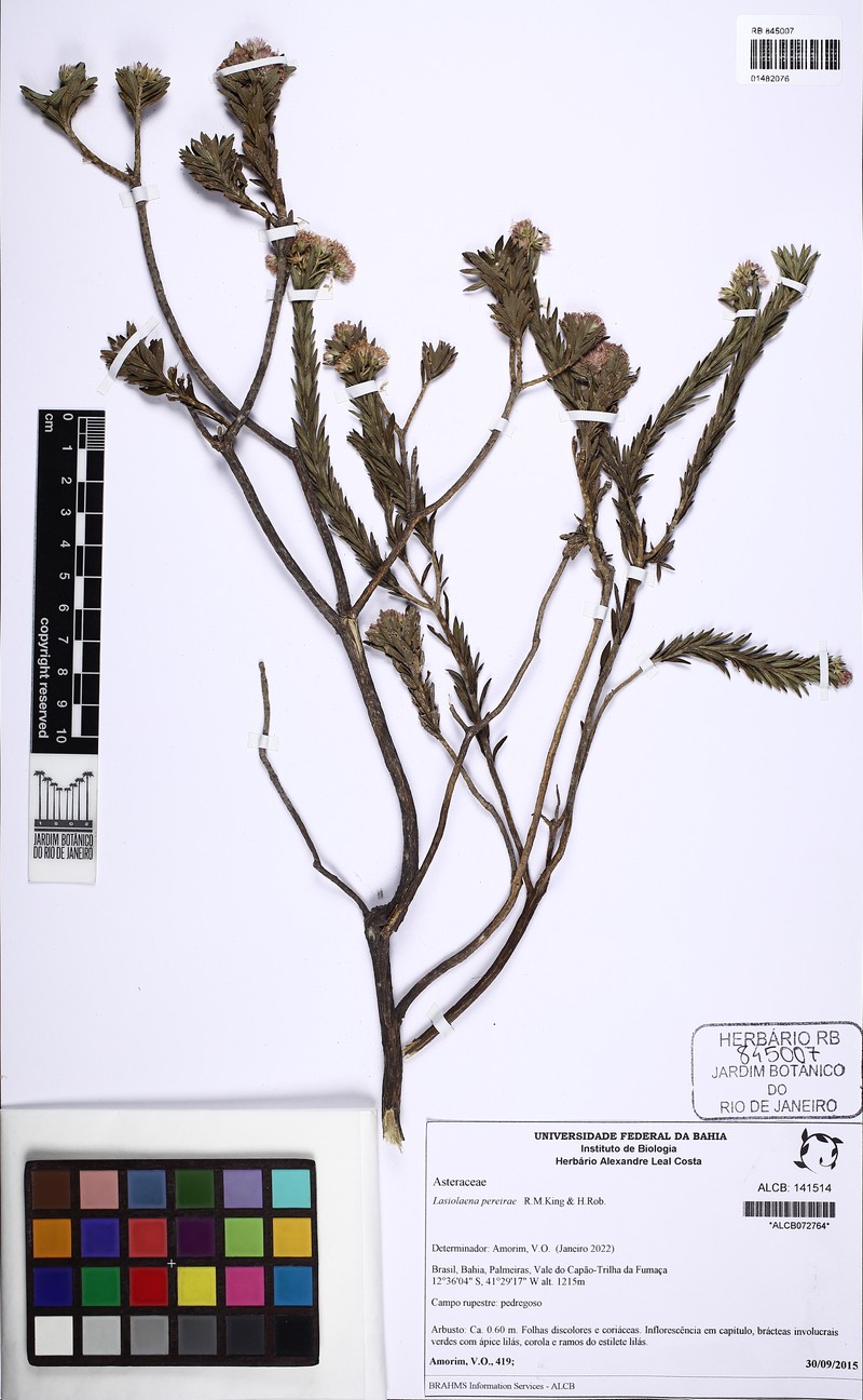 Lasiolaena pereirae